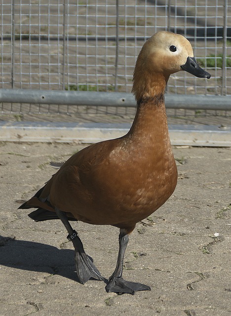 蘭隊希望主